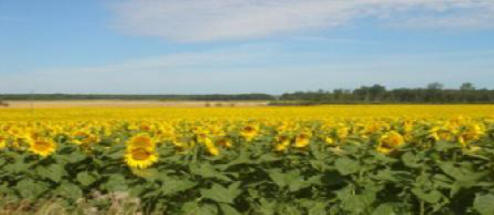 Sunflower field in the Loire Valley